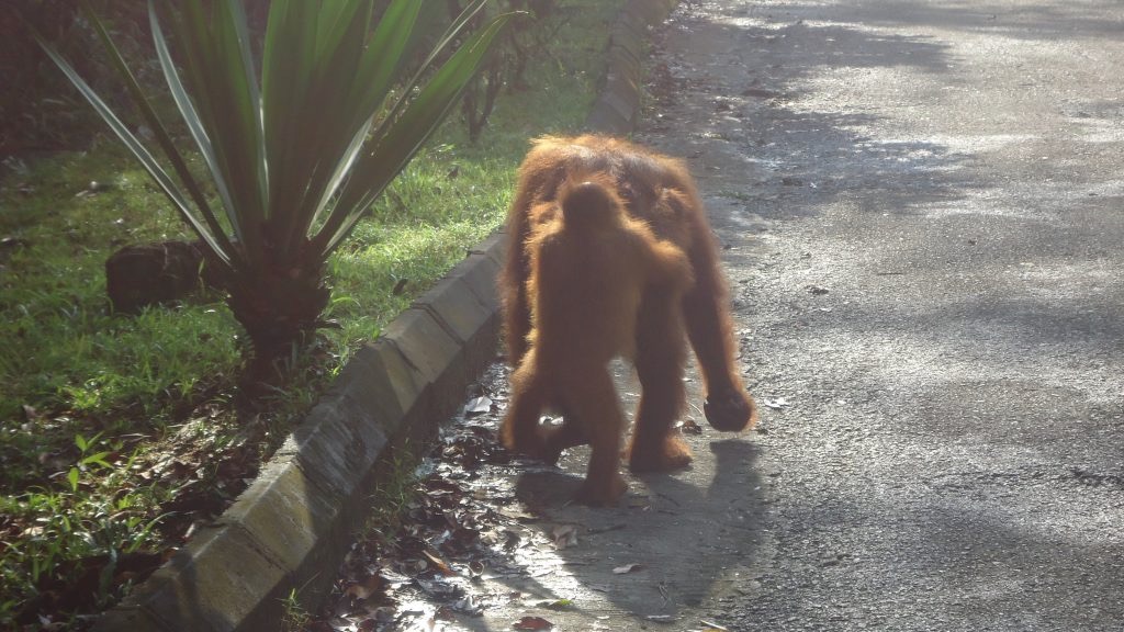 How To See Orangutans at Semenggoh Wildlife Centre, Borneo | baby orangutan walking behind mother A baby orangutan walks behind it's mother.
