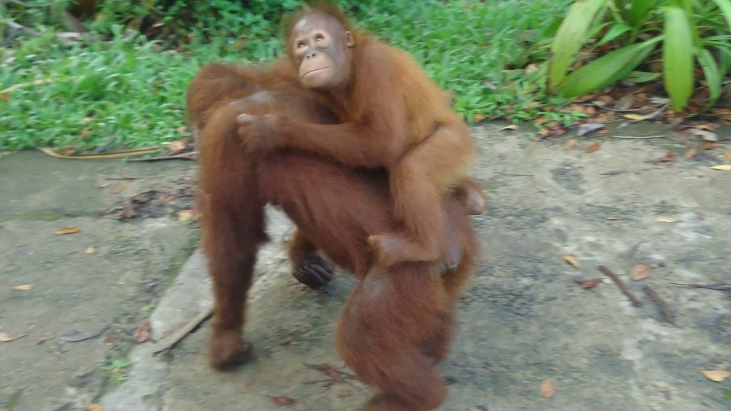 How To See Orangutans at Semenggoh Wildlife Centre, Borneo | cute baby orangutan A cute baby orangutan takes a ride on its mother's back.
