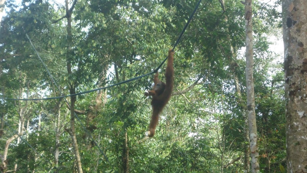 How To See Orangutans at Semenggoh Wildlife Centre, Borneo | orangutan swinging from tree borneo An orangutan swings from a tree rope with fruit gripped tightly in its feet.