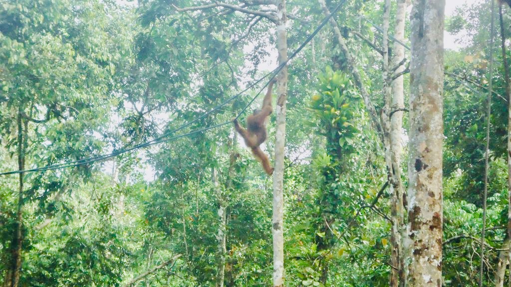 How To See Orangutans at Semenggoh Wildlife Centre, Borneo | orangutan An orangutan swings from rope in the jungle.