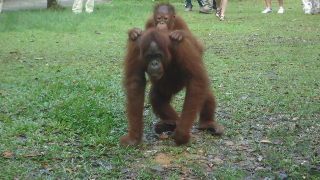 How To See Orangutans at Semenggoh Wildlife Centre, Borneo | visiting orangutan sanctuary kuching How To See Orangutans at Semenggoh Wildlife Centre, Borneo