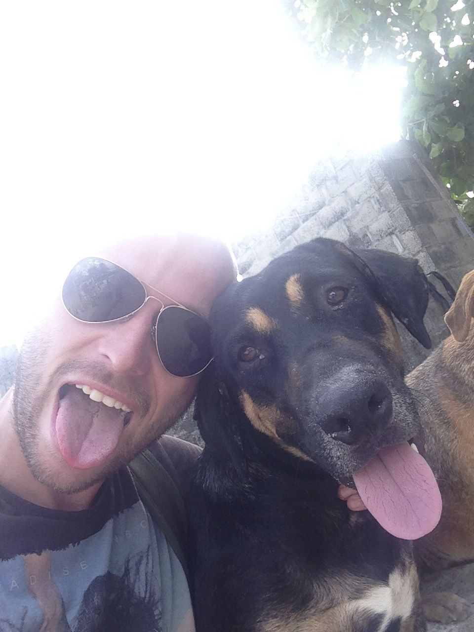 How To Cross The Mexico-Belize Border in 2024 | dog belize A man and a dog pulling their tongues out.