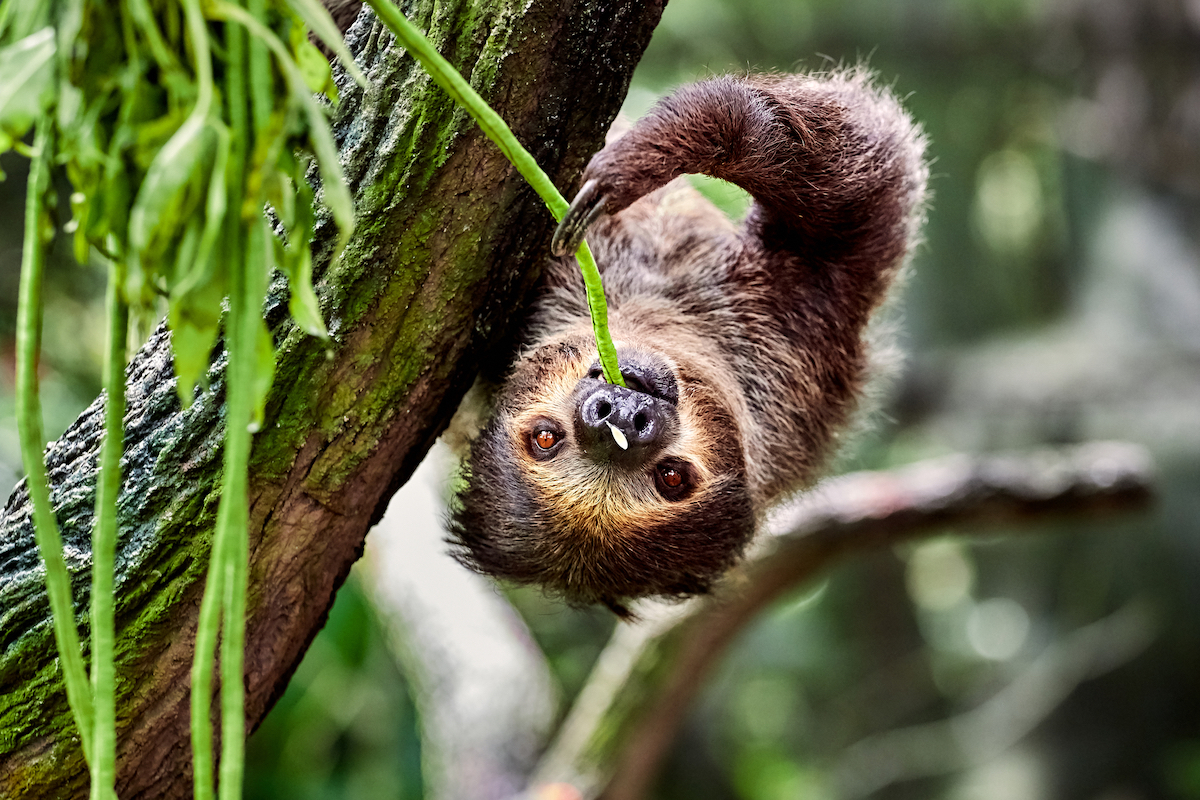 Where To See Sloths in Costa Rica (2024): 11 Top Spots! | where to see sloths in costa rica Where To See Sloths in Costa Rica (2024): 11 Top Spots!