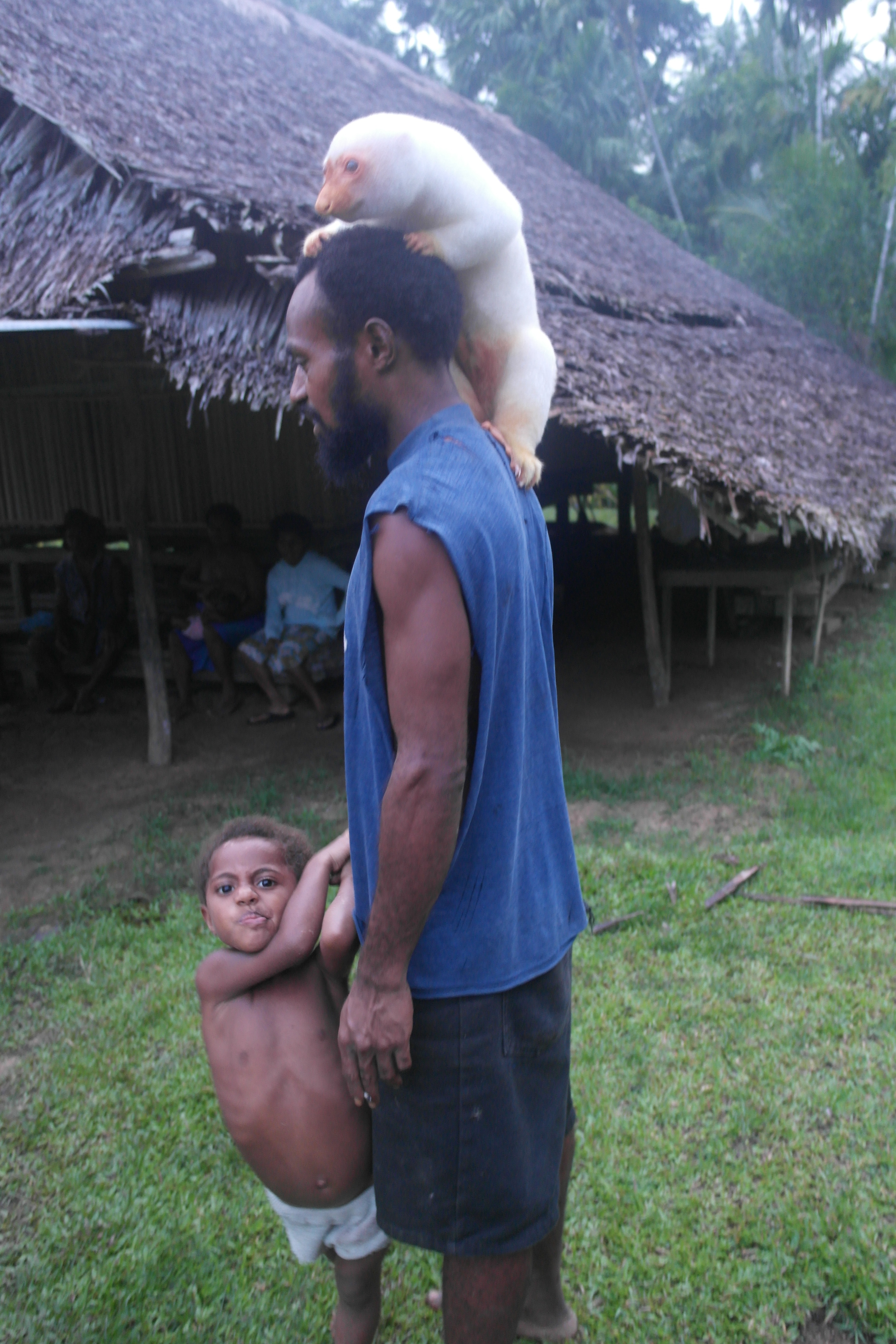 12 WILD Facts About The Cuscus Animal of Australia! | Tribe papua new guinea Cuscus animal climbing a man stood with a child