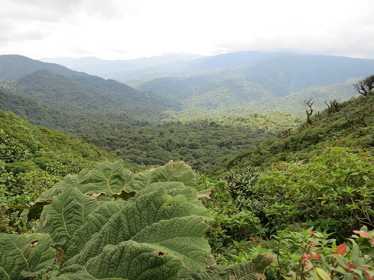 Why Should You Consider Teaching English on Costa Rica's Rich Coast? | costa rica 2400159 960 720 Why Should You Consider Teaching English on Costa Rica’s Rich Coast?