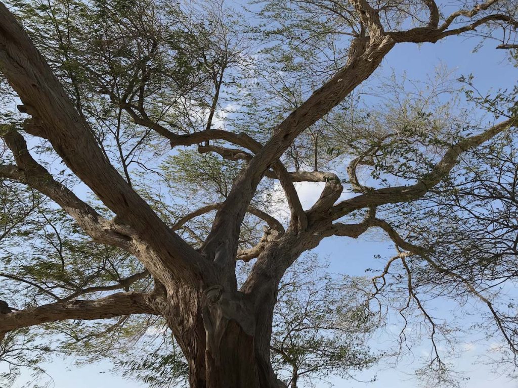 The Tree Of Life: Bahrain's Greatest 400-year-old Mystery | How old is tree of life Bahrain How old is tree of life, Bahrain