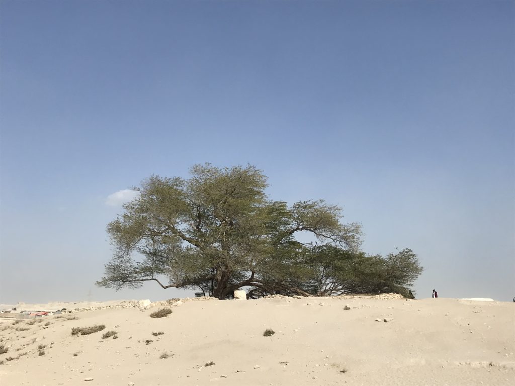 The Tree Of Life: Bahrain's Greatest 400-year-old Mystery | tree of life bahrain 1 Tree standing alone in the desert.
