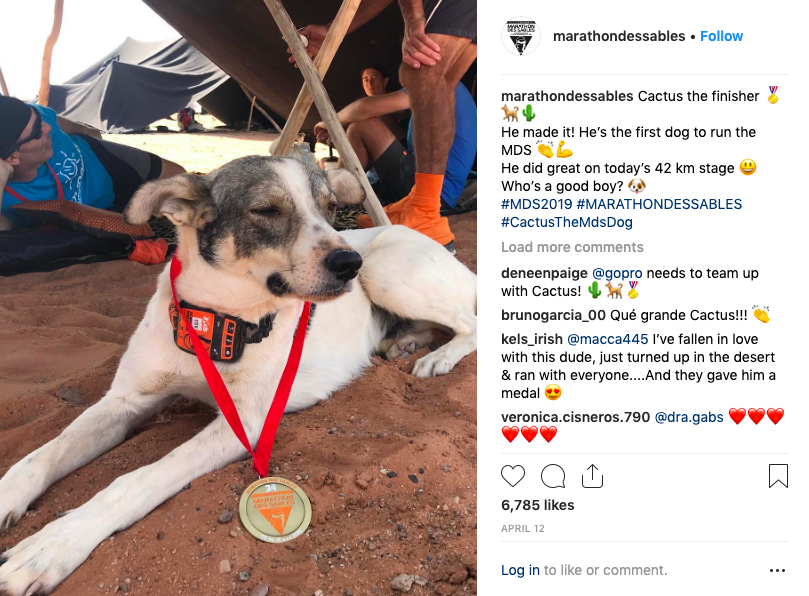 Marathon Des Sables Review: 6 Marathon/6 Days in The Sahara! | Screen Shot 2019 04 20 at 17.55.11 First dog to run Marathon des Sables