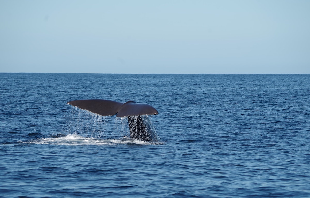 Whale Watching in Kaikoura: Tips, Prices & Best Time To Go | kaikoura whale watching Whale Watching in Kaikoura: Tips, Prices & Best Time To Go