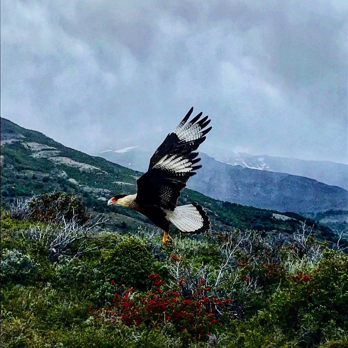 3 Weeks Patagonia Itinerary For Argentina & Chile | patagonia itinerary wildlife An eagle in full flight in Patagonia, Argentina