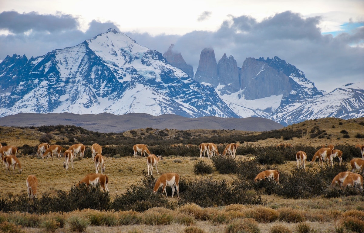 3 Weeks Patagonia Itinerary For Argentina & Chile | Guanacos Torres del Paine Guanacos, animals native to Llamas graze in front of a snowy mountain range in Torres del Paine, Chilean Patagonia