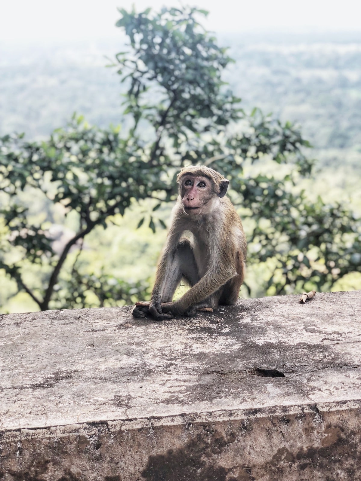 2 Weeks in Sri Lanka Itinerary For First-Timers | Monkey Sri Lanka Monkey at Sigiriya Rock, Sri Lanka