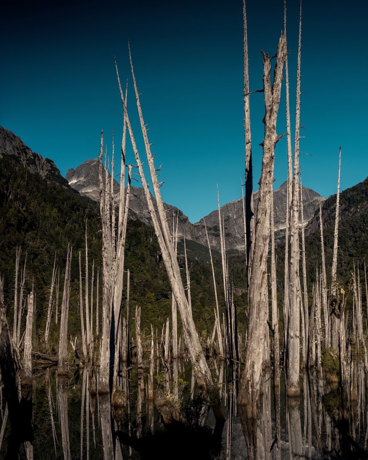 3 Weeks Patagonia Itinerary For Argentina & Chile | forest in cochamo Forest in Cochamo, Patagonia, Chile