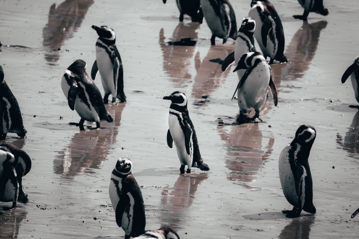 3 Weeks Patagonia Itinerary For Argentina & Chile | penguins punta tombo A raft of penguins standing in Punta Tombo in Argentina, Patagonia