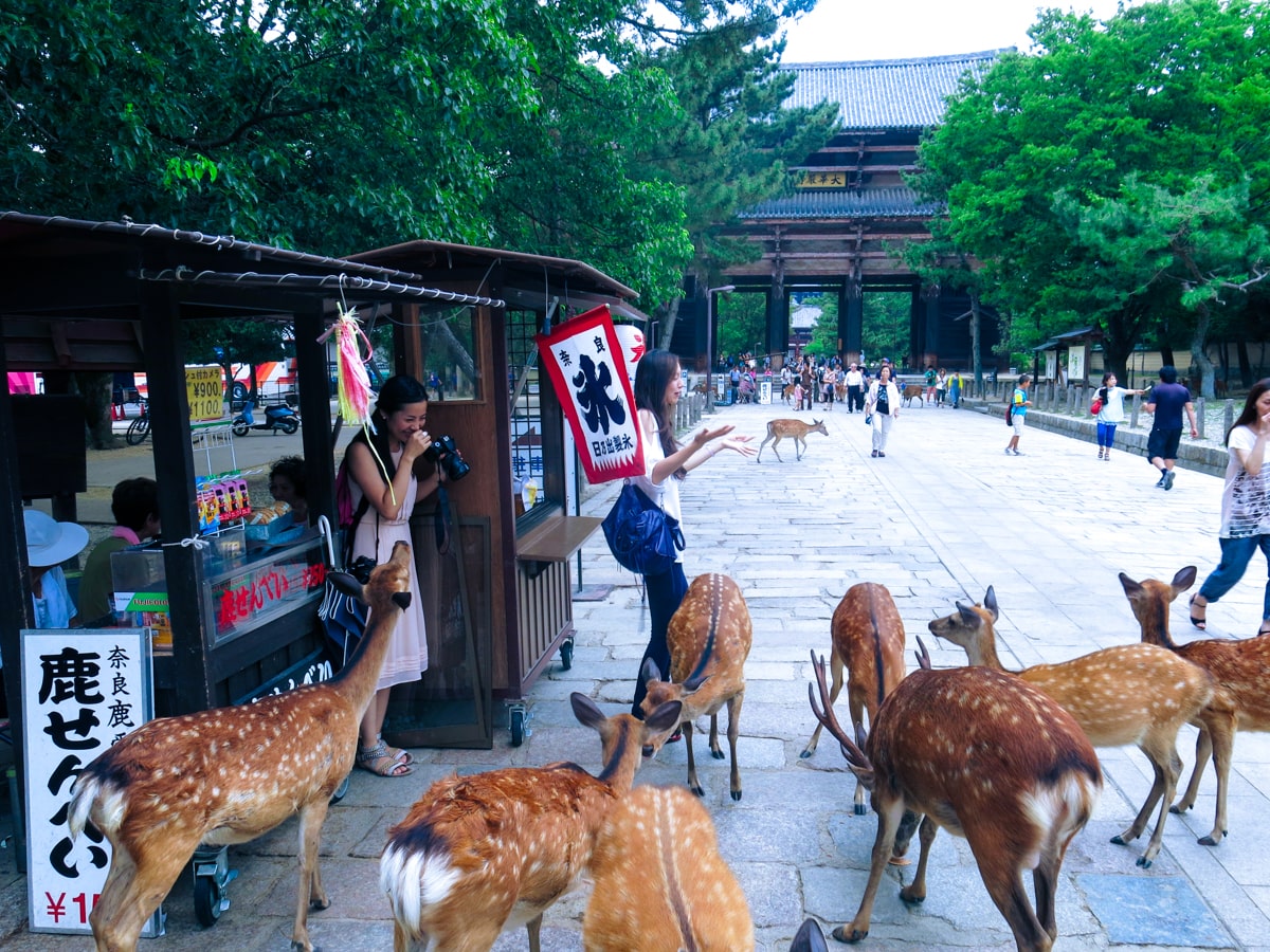 Feeding Deer in Nara, Japan That Bow! (Story & Guide) | Aggressive Nara deer Two ladies nervously laugh and hide from a herd of bowing deer in Nara Park, Japan