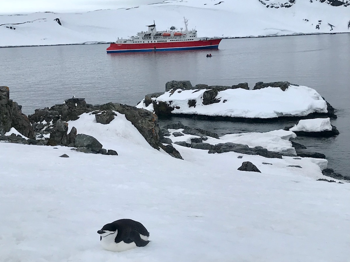What To Expect on Your First Trip To Antarctica | Antarctica cruise ship 1 A penguin curls up on the snow as a cruise ship passes behind it in Antarctica