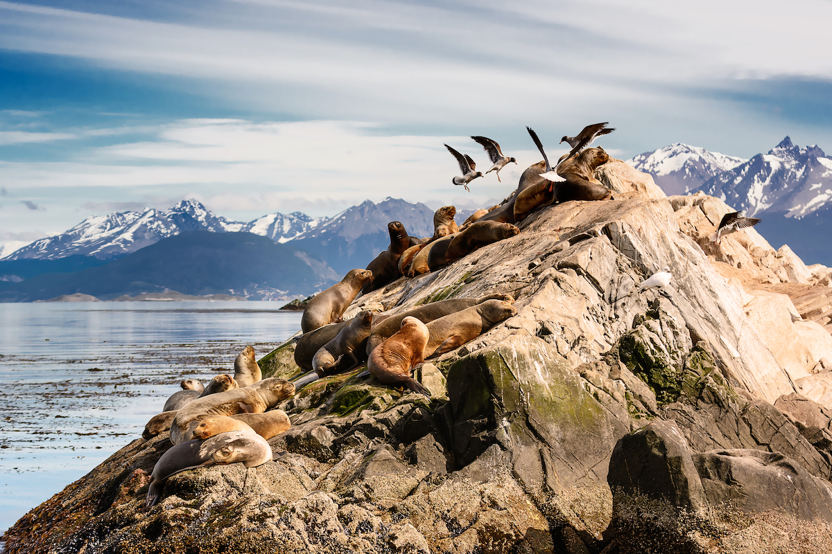 23 Best Things To Do in Ushuaia, Argentina | Beagle Channel wildlife Sea lions and Albatros on Isla in beagle channel near Ushuaia, Argentina