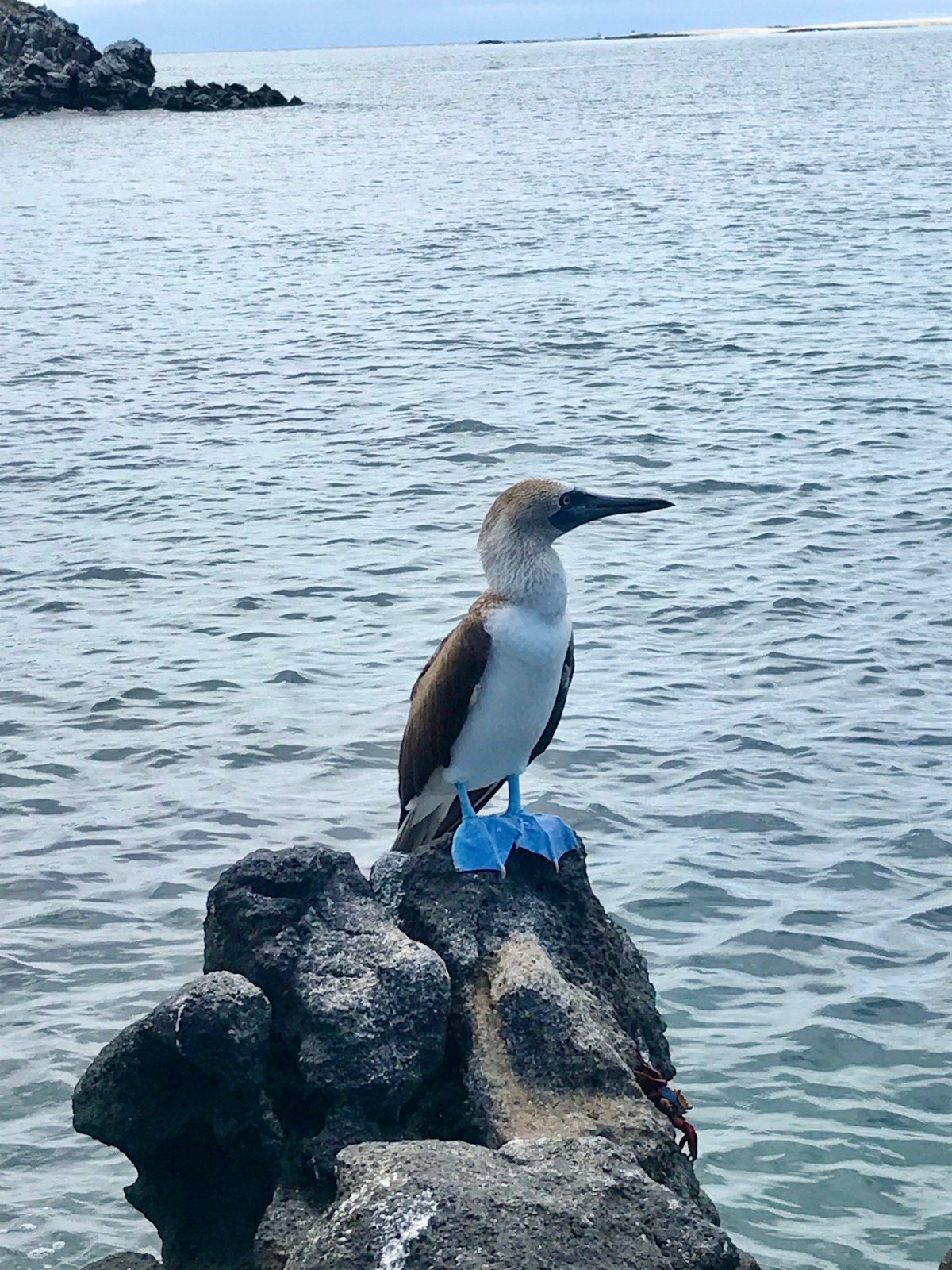5 Days in The Galapagos Islands Itinerary (On a Cruise) | Blue Footed Booby A blue-footed booby standing on a rock in Seymour Norte
