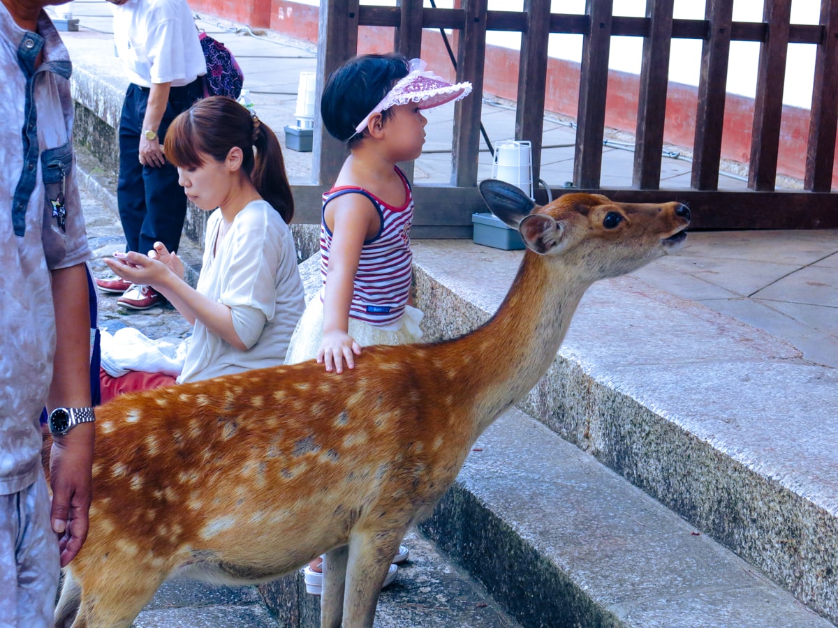 Feeding Deer in Nara, Japan That Bow! (Story & Guide) | Child with bowing deer Japan Feeding Deer in Nara, Japan That Bow! (Story & Guide)