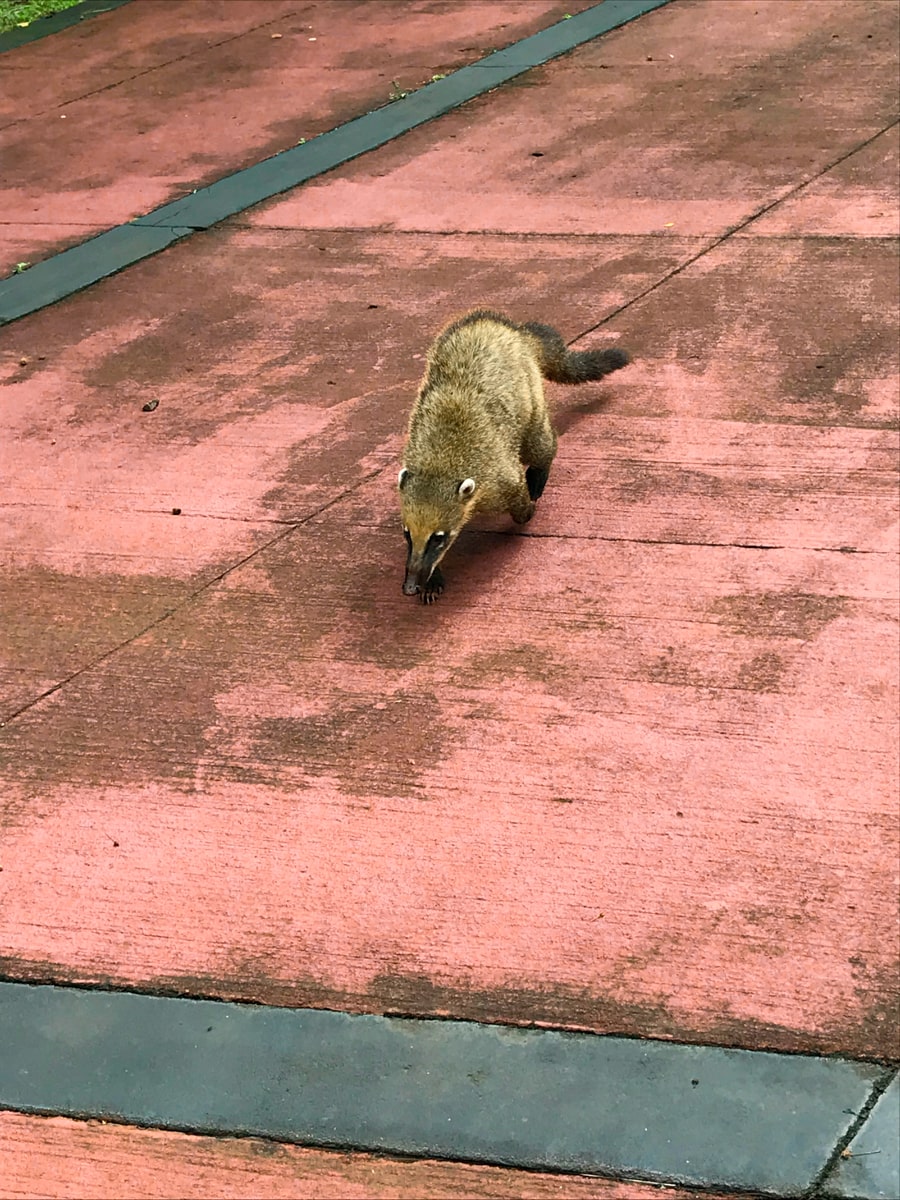 The Ultimate Guide To Visiting Both Sides of Iguazu Falls | Coati animal Iguazu Falls The coati animal prowls the floor at Iguazu Falls in Argentina