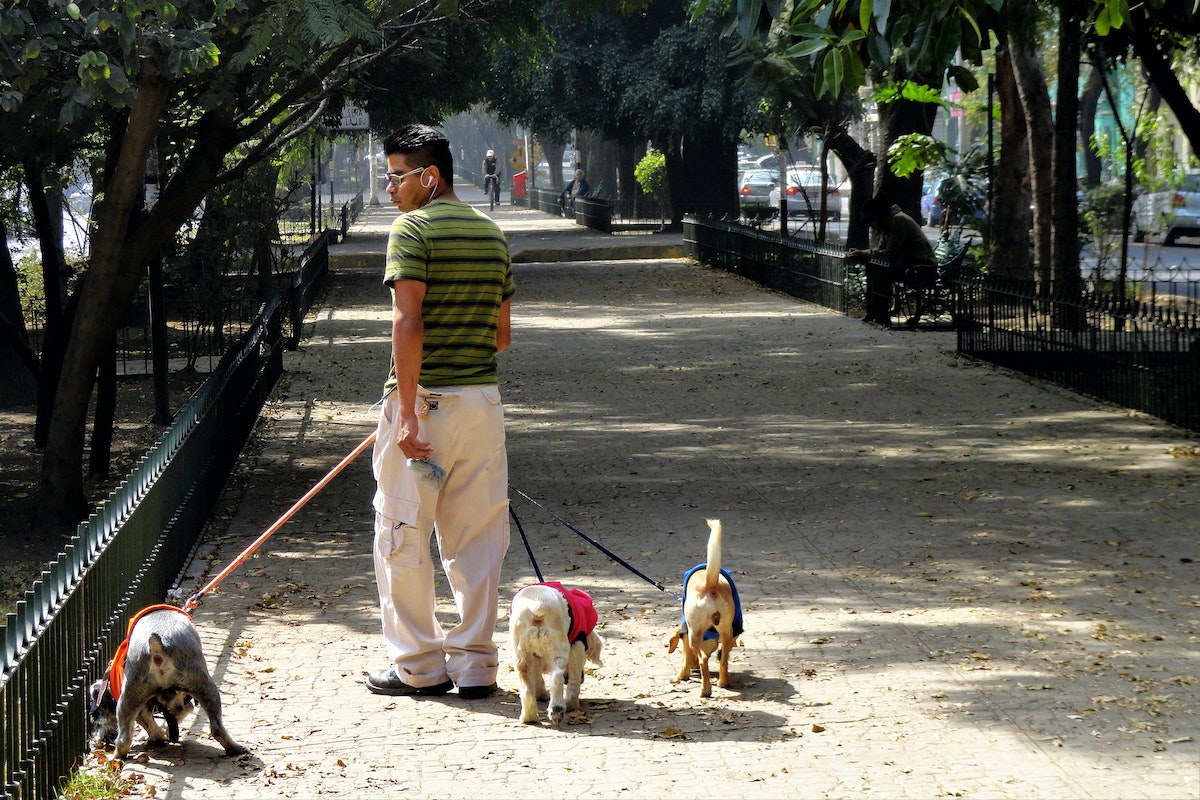 Detailed Digital Nomad Mexico City Guide For 2024 | Colonia Condesa A man walks 3 dogs along a long boulevard with trees in Condesa, Mexico City