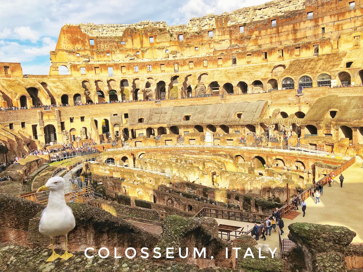 Ranking The New Seven Wonders Of The World From Worst To Best | Colosseum Italy A white bird stands tall on the Roman Colosseum in Rome, Italy
