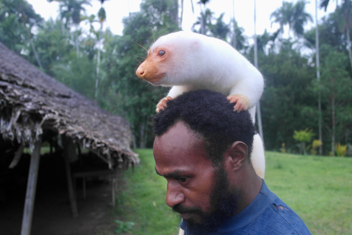 12 WILD Facts About The Cuscus Animal of Australia! | Common Spotted Cuscus A furry animal, the common spotted cuscus gently clings onto a man's head