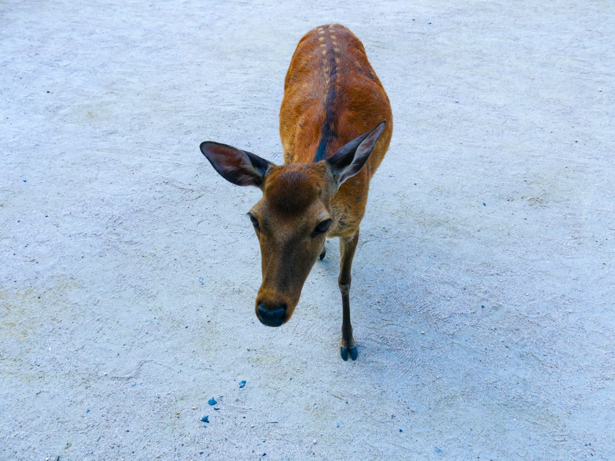Feeding Deer in Nara, Japan That Bow! (Story & Guide) | Cute Nara deer a cute deer bows in Nara, Japan