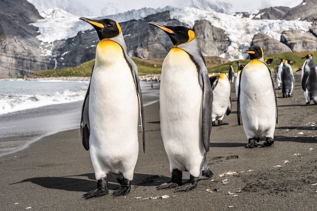 What To Expect on Your First Trip To Antarctica | Emperor penguins A waddle of Emperor penguins