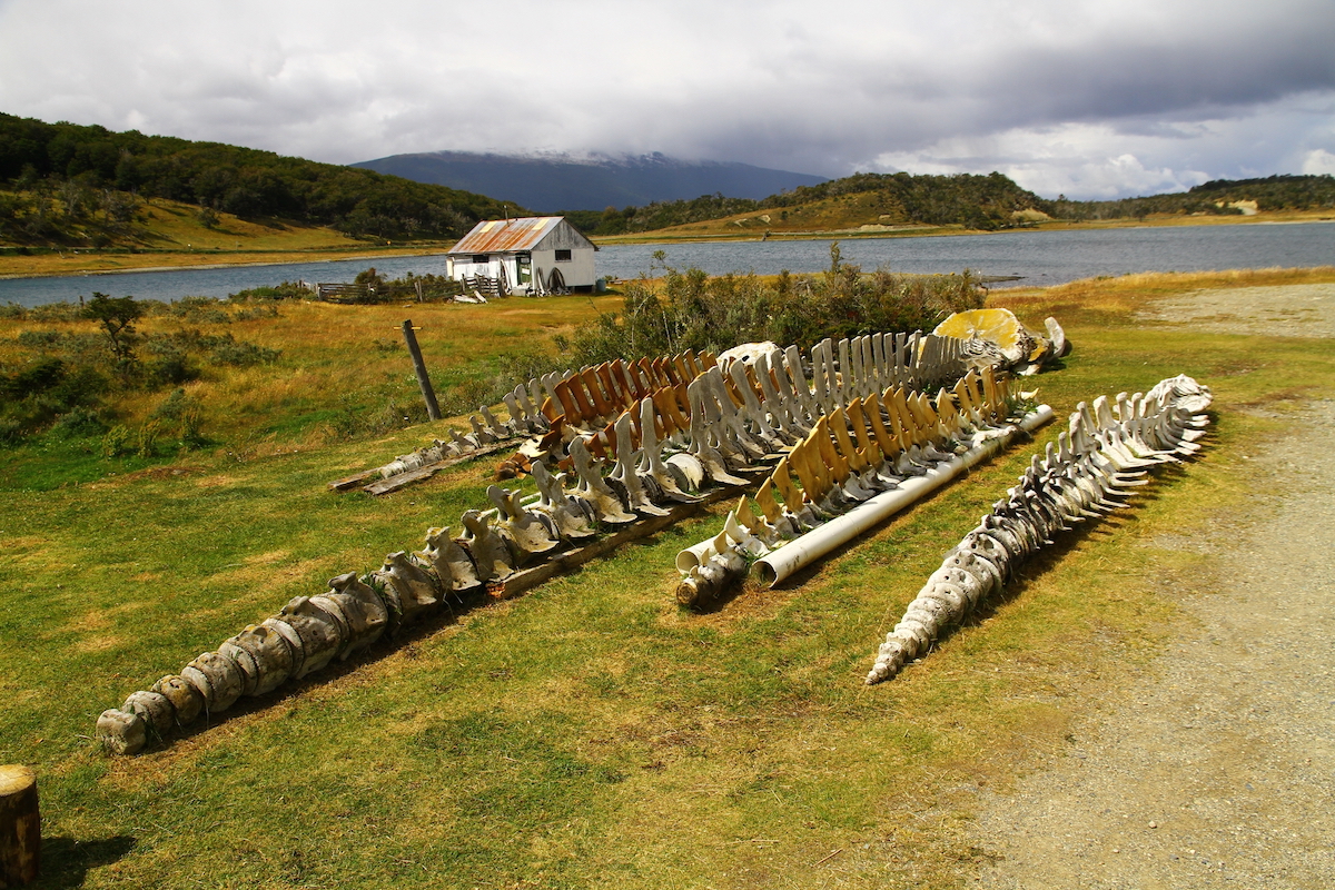 23 Best Things To Do in Ushuaia, Argentina | Estancia Haberton Huge skeletons of marine mammals are displayed in the garden of the Acatushun Museum