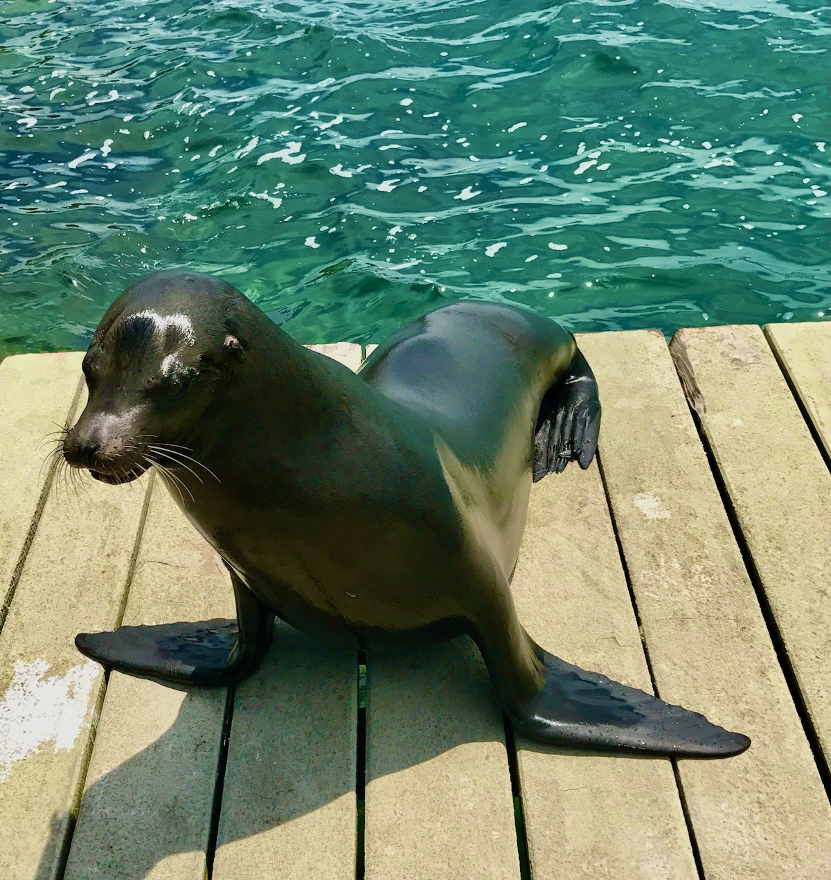 5 Days in The Galapagos Islands Itinerary (On a Cruise) | Galapagos Sea Lion A sea lion stands on a wooden platform in the Galapagos Islands