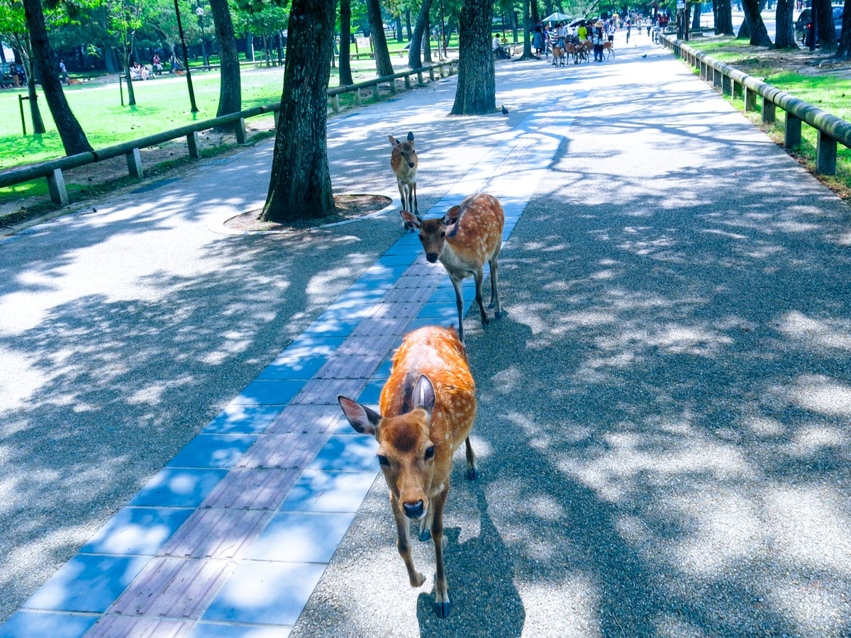 Feeding Deer in Nara, Japan That Bow! (Story & Guide) | Herd of bowing deer Nara Japan Herd of bowing deer Nara Japan