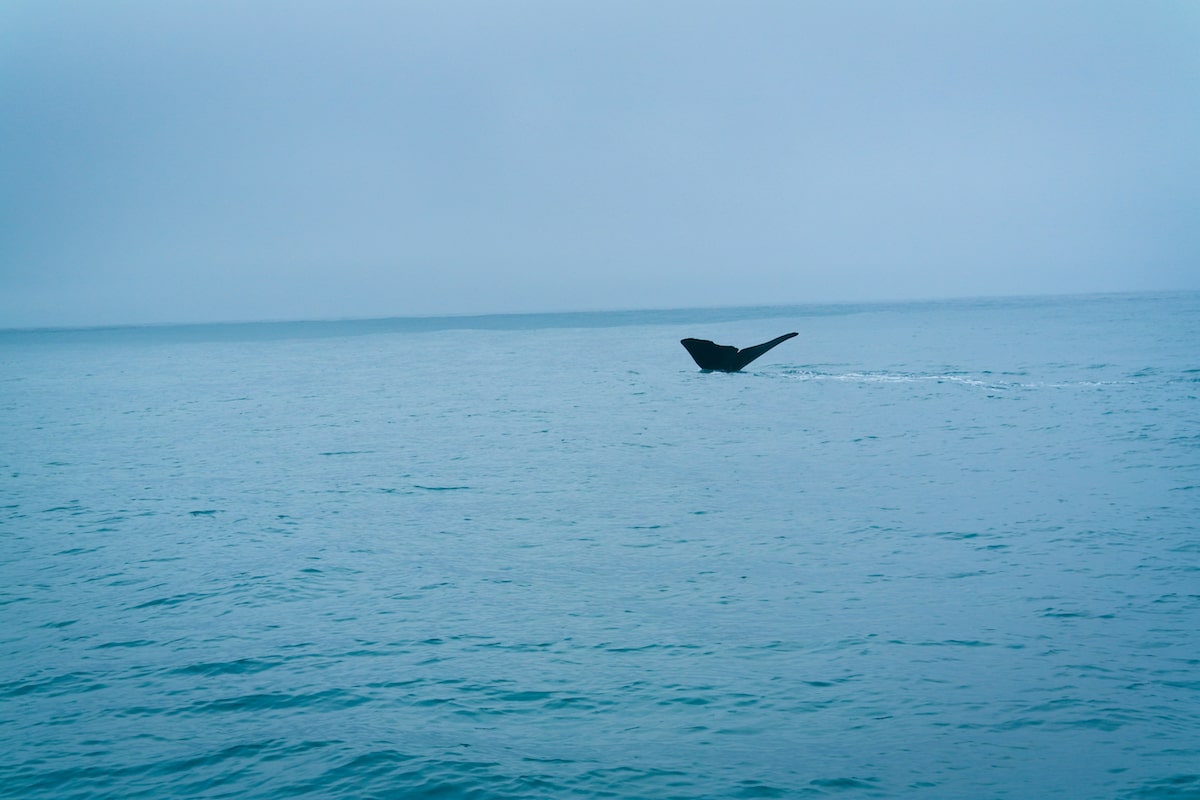 Whale Watching in Kaikoura: Tips, Prices & Best Time To Go | Humpback Whale Tail Kaikoura A whale's tale sticks out of the surface of the water in Kaikoura, New Zealand.,