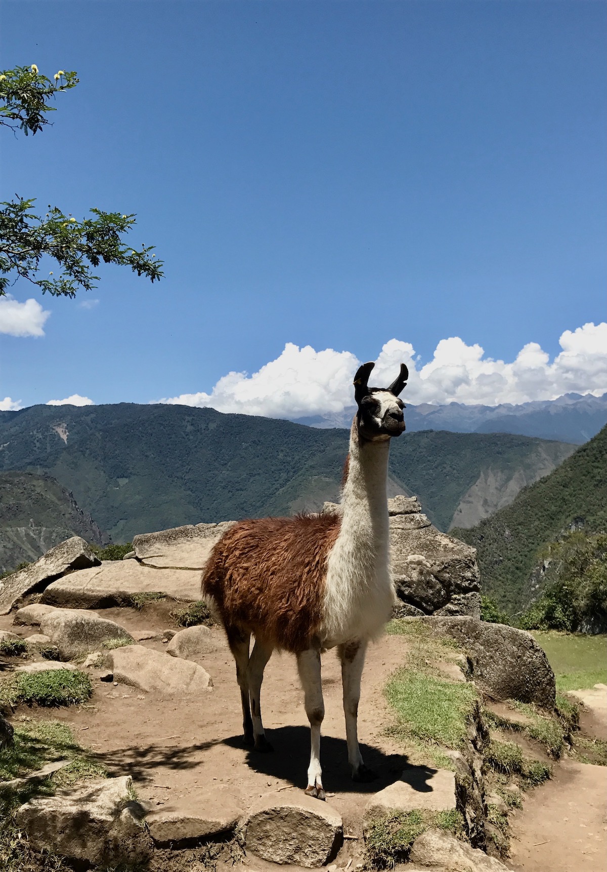 How To Get To Machu Picchu From Cusco (No Dramas, Only Llamas!) | Llamas in Machu Picchu A brown and white llama stands proud and curious at Machu Picchu, Peru