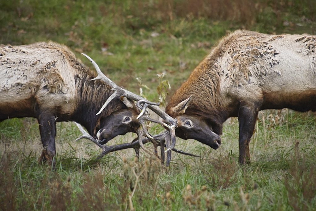 One Day in St Louis Itinerary (Action-Packed Guide) | Lone Elk Park Two elks clash horns in Lone Elk Park during a day trip to St Louis