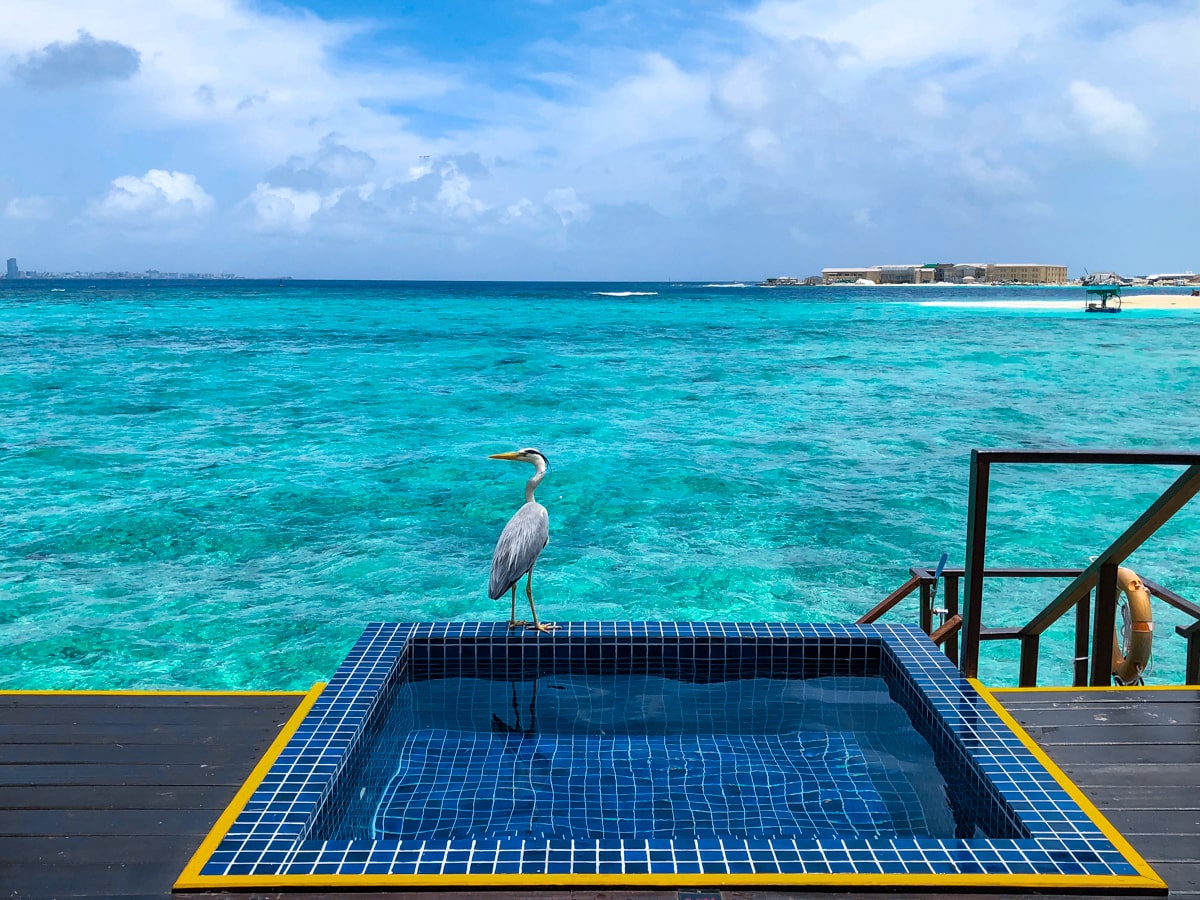 How To Plan a Trip To The Maldives | Maldives bird A tall bird sits on the edge of a private pool in the Maldives