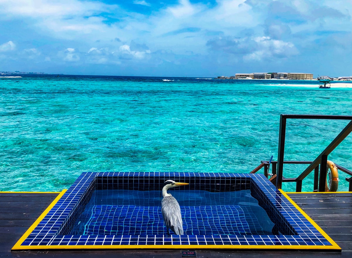 How To Plan a Trip To The Maldives | Maldives resort bird A tall bird sits inside private pool in the Maldives