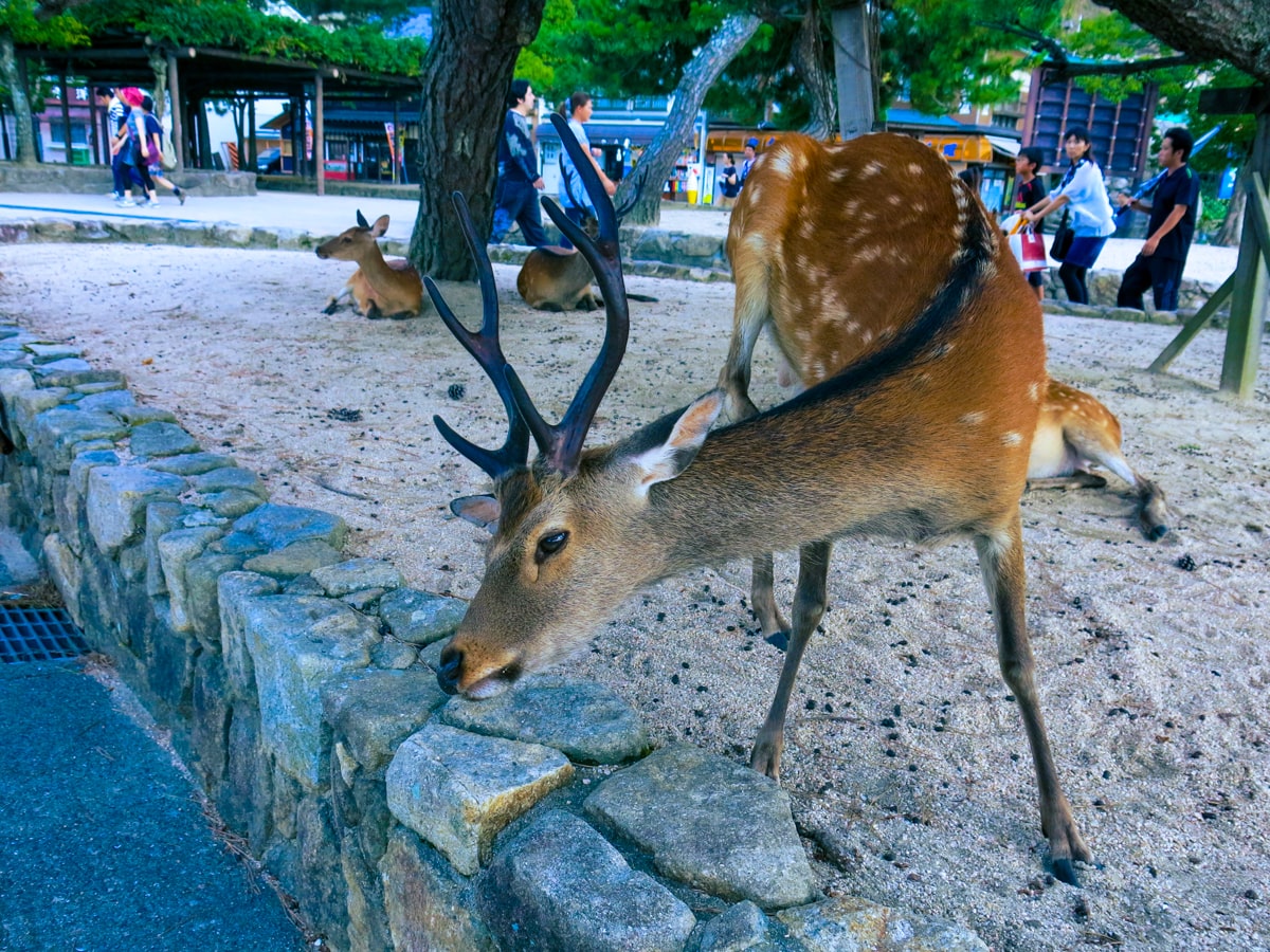 Feeding Deer in Nara, Japan That Bow! (Story & Guide) | Male deer in Nara park A bowing deer in Nara Park, Japan