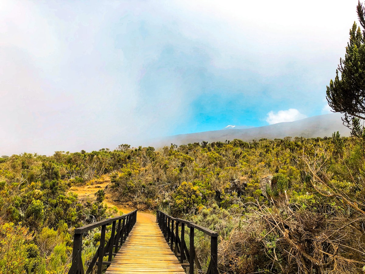 The Beginner's Guide To Climbing Mount Kilimanjaro | Misty weather on Kilimanjaro Green fauna covers a bridge leading up to a mountain in the misery weather.