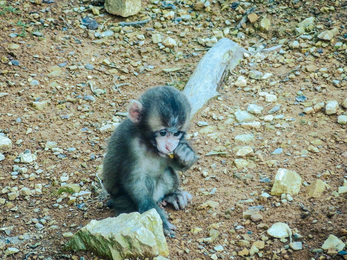 Tokyo or Kyoto: Which City Should You Visit? | Monkey Japan Baby monkey in Japan