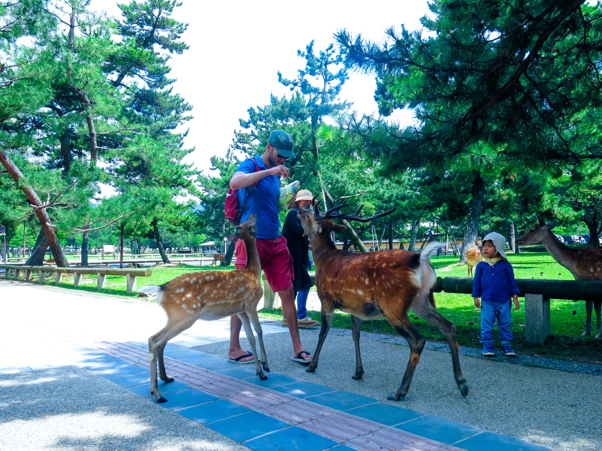 Feeding Deer in Nara, Japan That Bow! (Story & Guide) | Nara deer eatiing A small child watches on as a tourist feeds a cracker to two deer in Nara Park, Japan