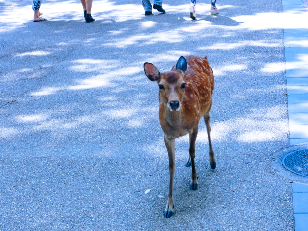 Feeding Deer in Nara, Japan That Bow! (Story & Guide) | Nara deer in Japan A curious deer walks alone in Nara Park, Japan near Kyoto