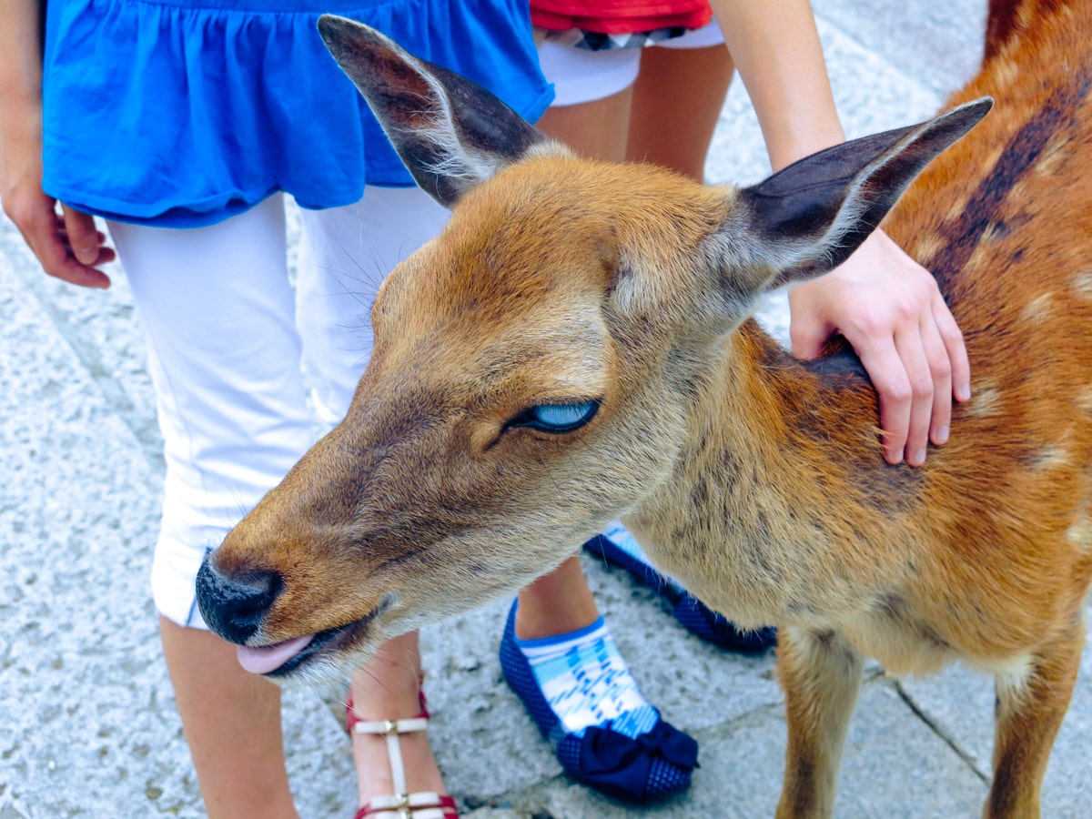 Feeding Deer in Nara, Japan That Bow! (Story & Guide) | Nara deer white eye A deer with white eyes and no pupils is petted in Nara Park, Japan
