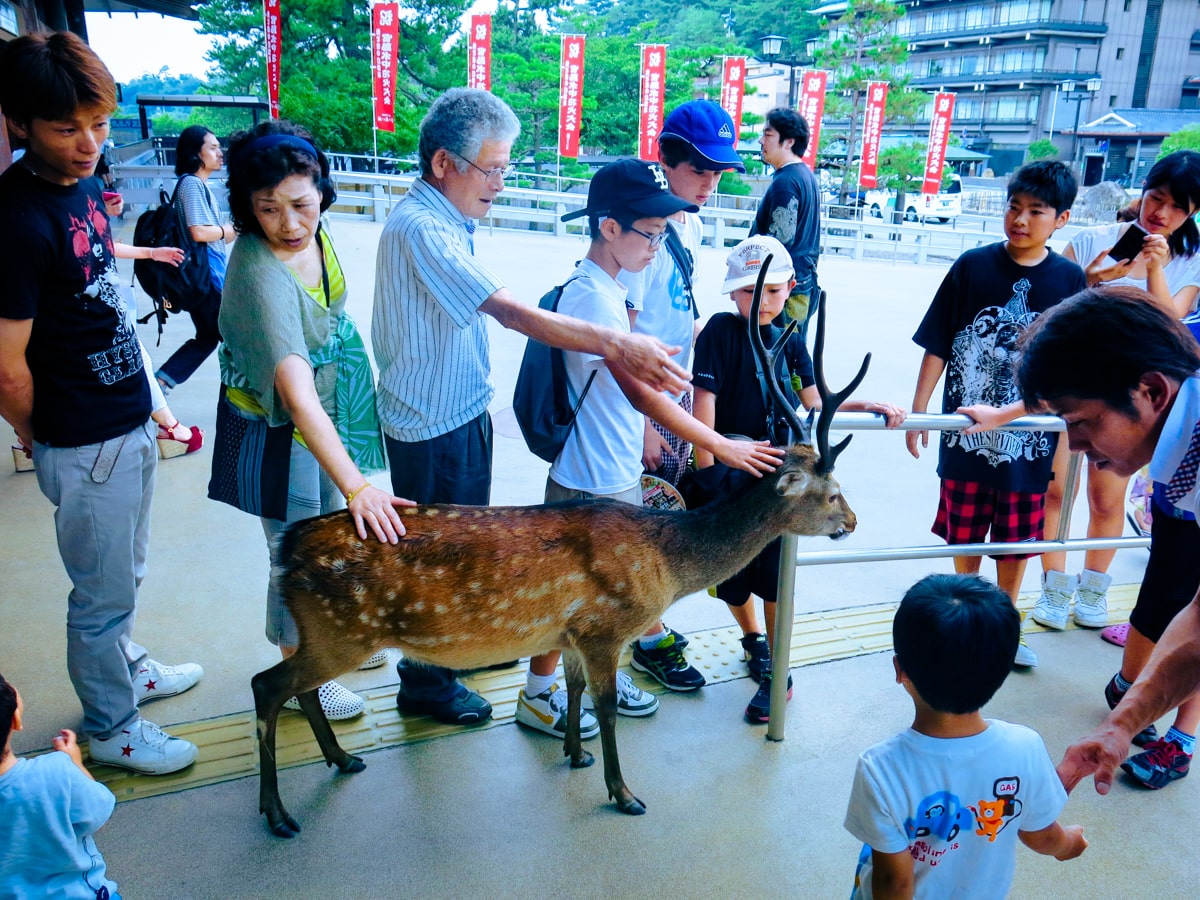 Feeding Deer in Nara, Japan That Bow! (Story & Guide) | Nara deer with tourists Japanese tourists pet and stroke a male deer with large antlers in Nara Park, Japan
