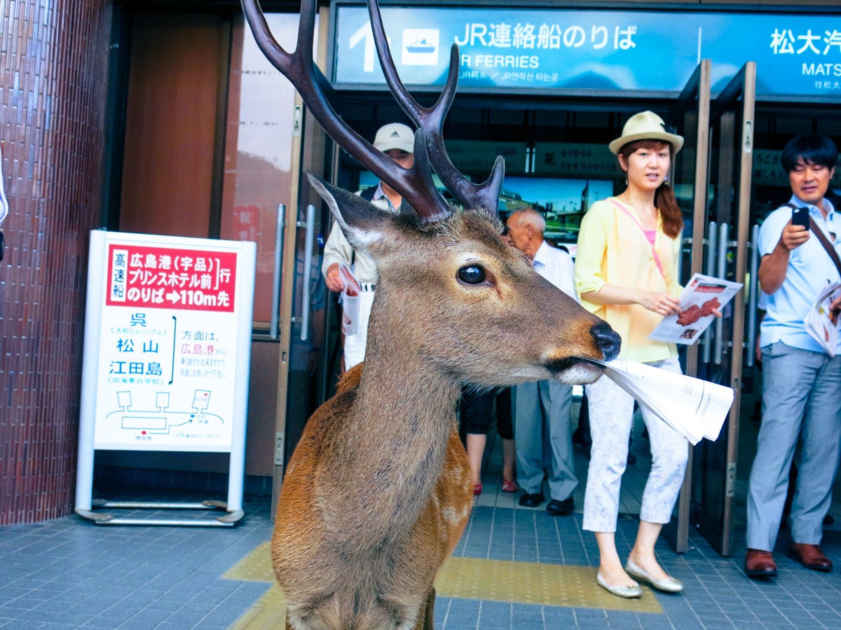 Feeding Deer in Nara, Japan That Bow! (Story & Guide) | Naughty Nara deer Tourists watch a deer with large antlers eat a piece of paper in Nara Park, Japan