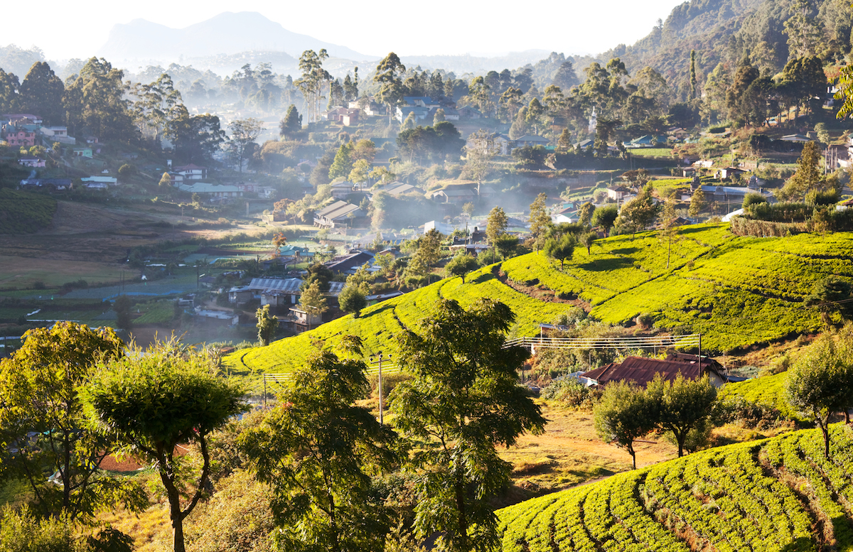 2 Weeks in Sri Lanka Itinerary For First-Timers | Nuwara Eliya The beautiful horizon of green landscapes during 2 weeks in Sri Lanka itinerary.