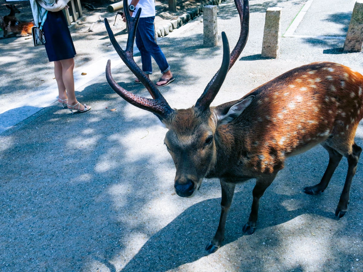 Feeding Deer in Nara, Japan That Bow! (Story & Guide) | Old deer with antlers Nara An old male deer with large antlers stands in Nara Park