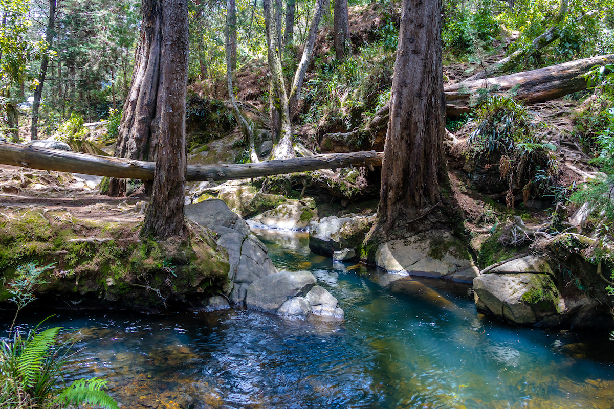 Expat's Guide To The Top Things To Do in Medellin, Colombia | Parque Arvi Medellin River and woods at Arvi Park in Medellin, Colombia