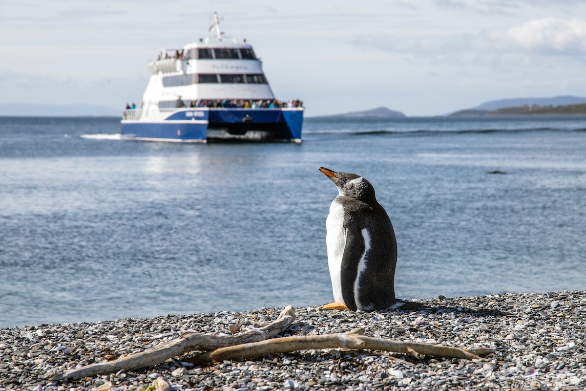 23 Best Things To Do in Ushuaia, Argentina | Penguins Isla Martillo A penguin on Isla Martillo in Ushuaia, Argentina