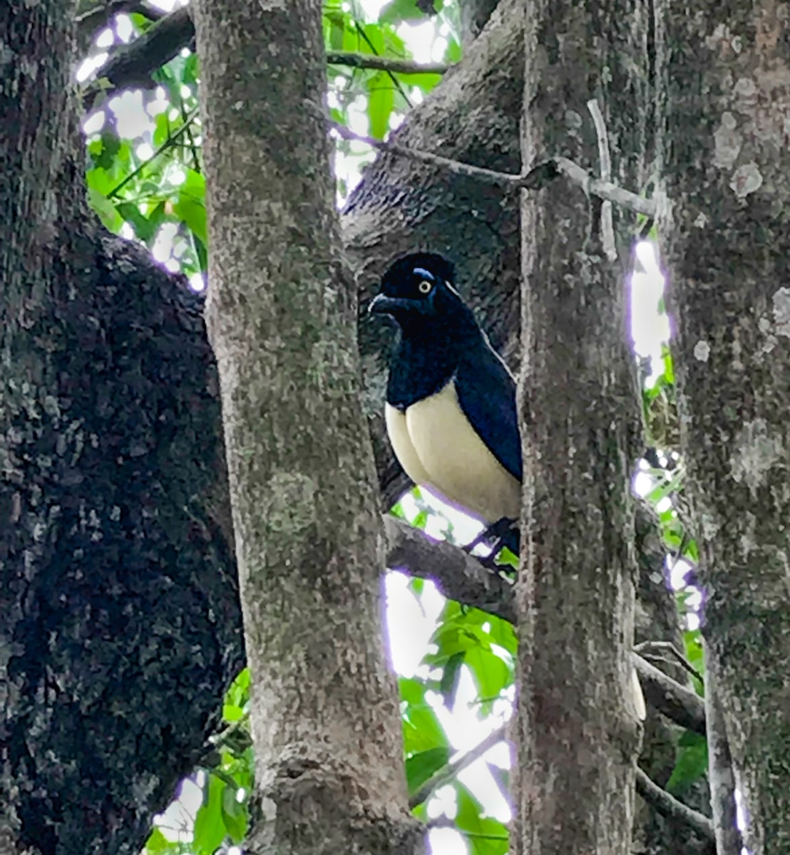 The Ultimate Guide To Visiting Both Sides of Iguazu Falls | Plush crested jay Iguazu A black and white bird peers out over two tree branches